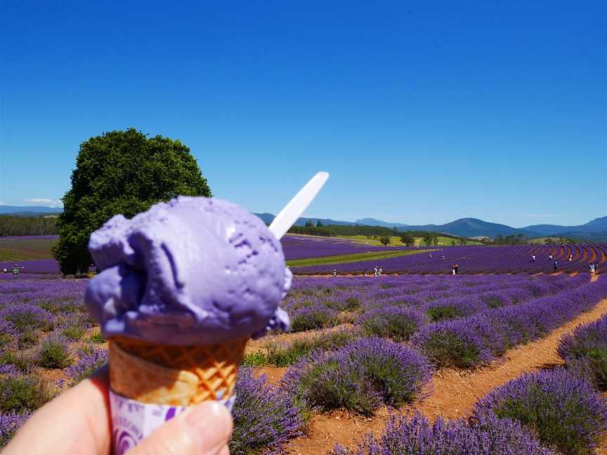 Bridestowe Lavender Estate, Nabowla, TAS