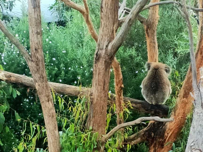 Sanctuary Harvest, Healesville, VIC