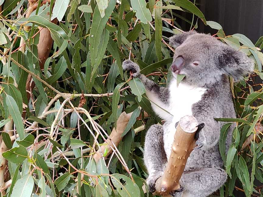 Hamilton Island Wildlife, Whitsundays, QLD