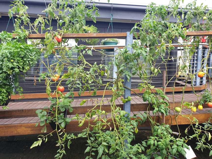 Vines at Limberlost, Freshwater, QLD