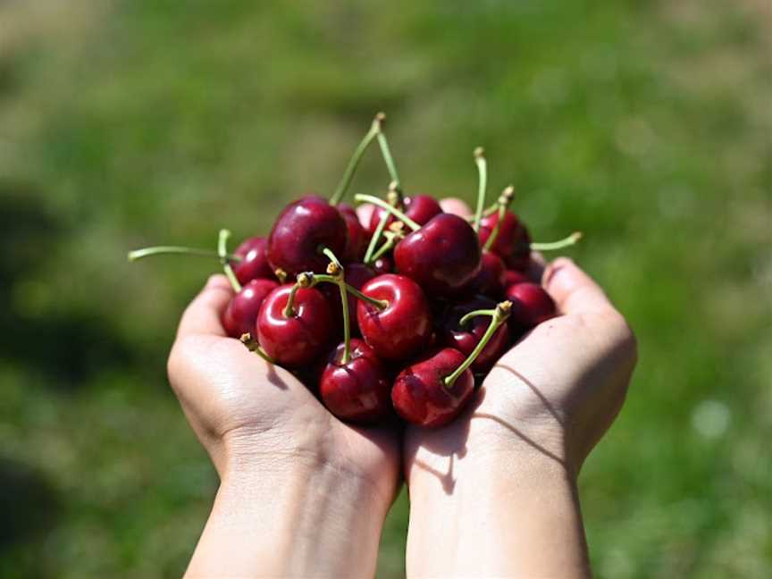 CherryHill Orchards - Wandin East, Wandin East, VIC