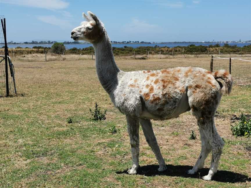 Basils Farm, Swan Bay, VIC