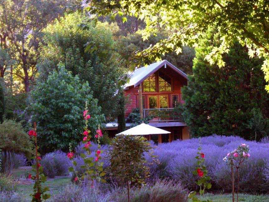 Lavender Hue Farm B&B, and Tea Rooms, Harrietville, VIC