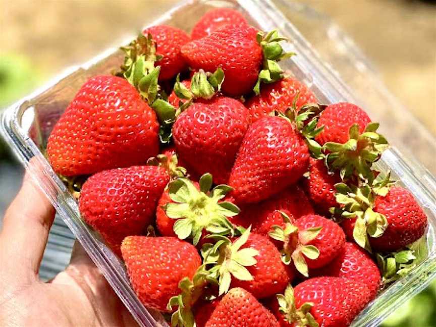 Sunny Ridge Strawberry Farm, Main Ridge, VIC