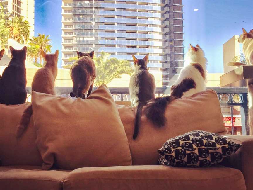 Crazy Cat Café, Surfers Paradise, QLD