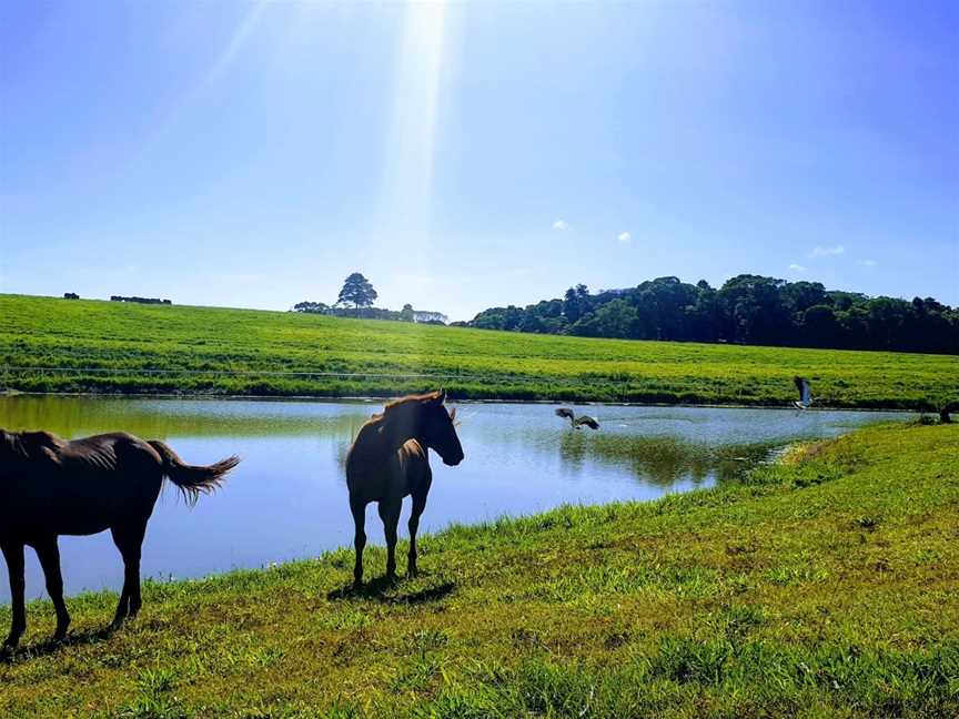 KUR-Cow Barnwell Farm, Kuranda, QLD