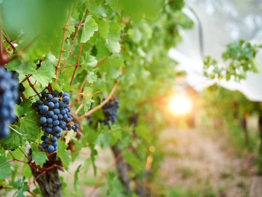 Clairault Streicker Vineyard Kitchen, Wilyabrup, WA