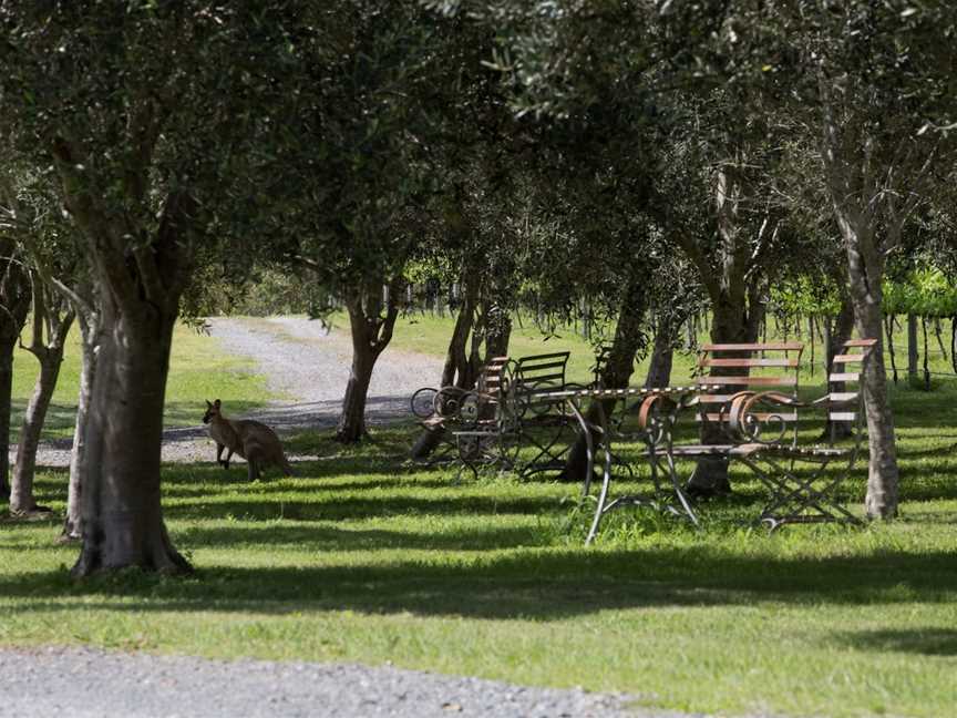 Sarabah Estate Vineyard, Sarabah, QLD