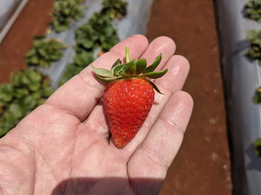 Shaylee Strawberries, Atherton, QLD