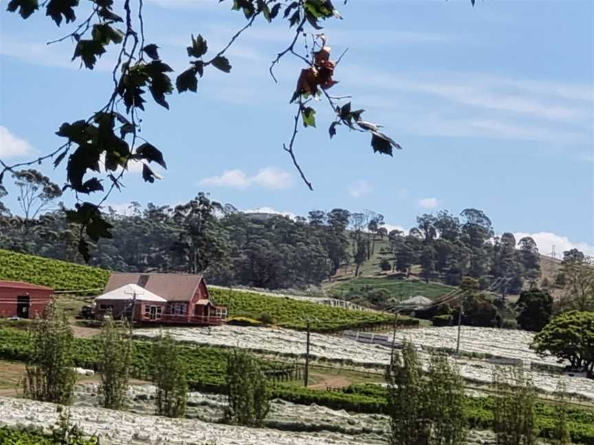 The Ducks Bar and Restaurant, Rosevears, TAS