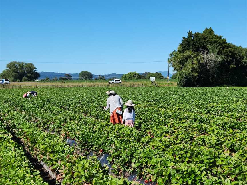 Julians Berry Farm and Café, Coastlands, New Zealand