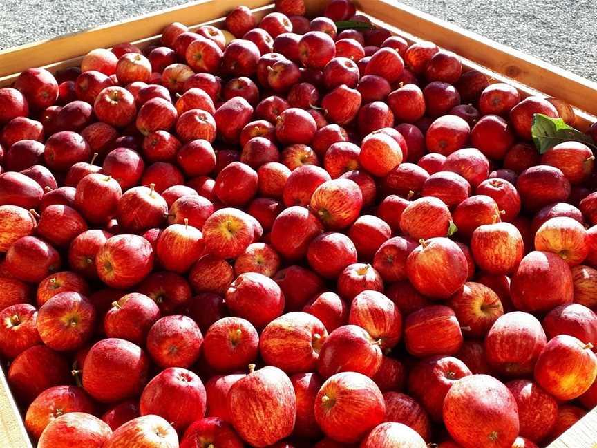 Lowes Orchard, Brightwater, New Zealand