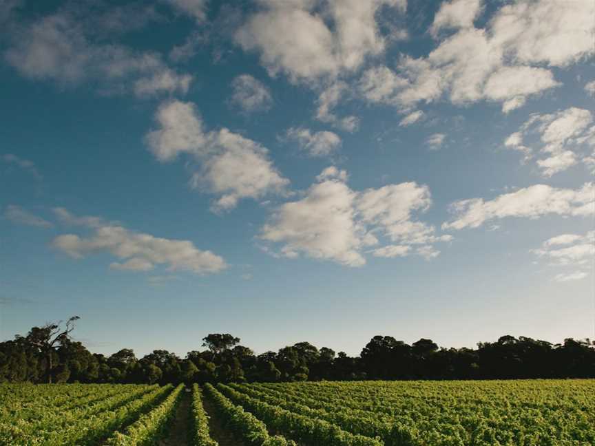 Summertime views over the vines