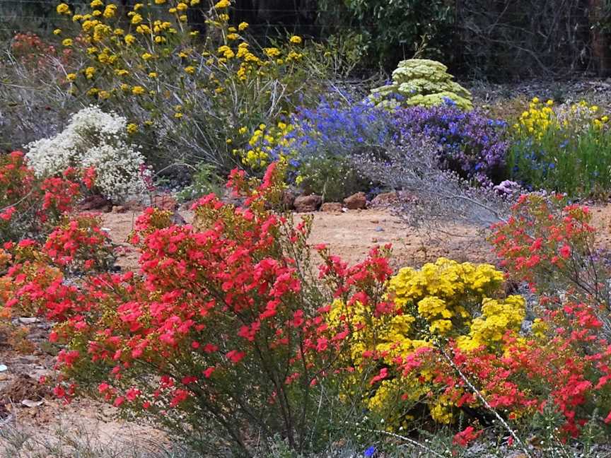 Beautiful WA wildflowers