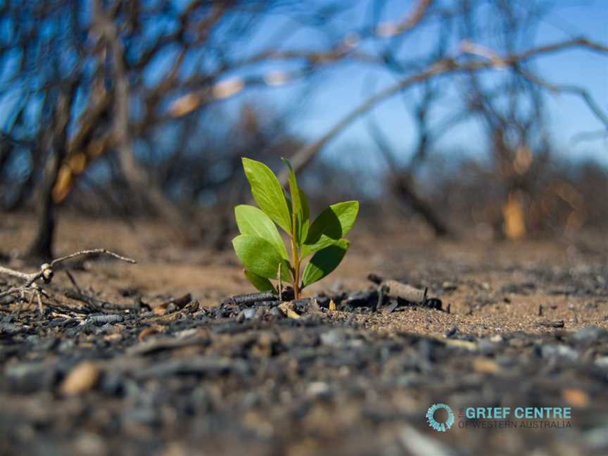 Regrowth after fires