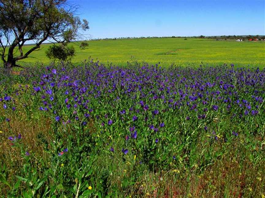 Wildflowers in Coorow