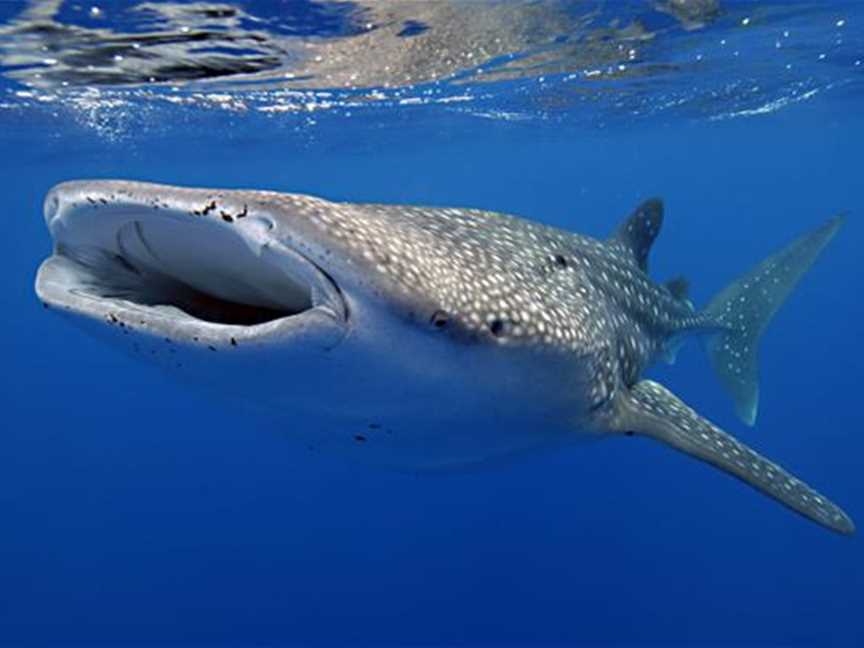 Whaleshark