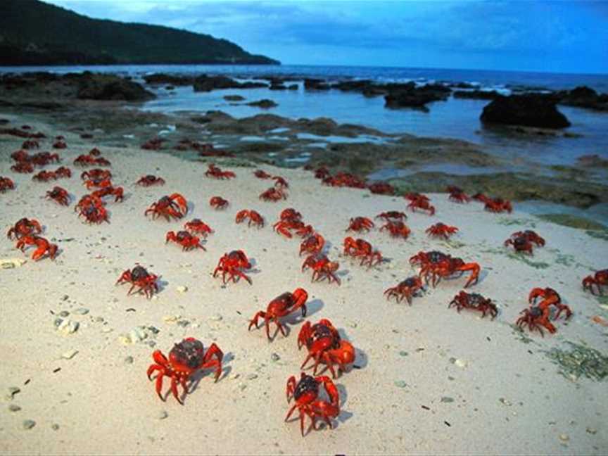 Red Crab Migration