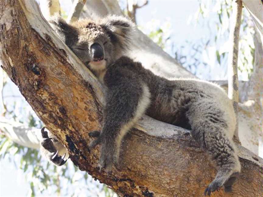 Koalas