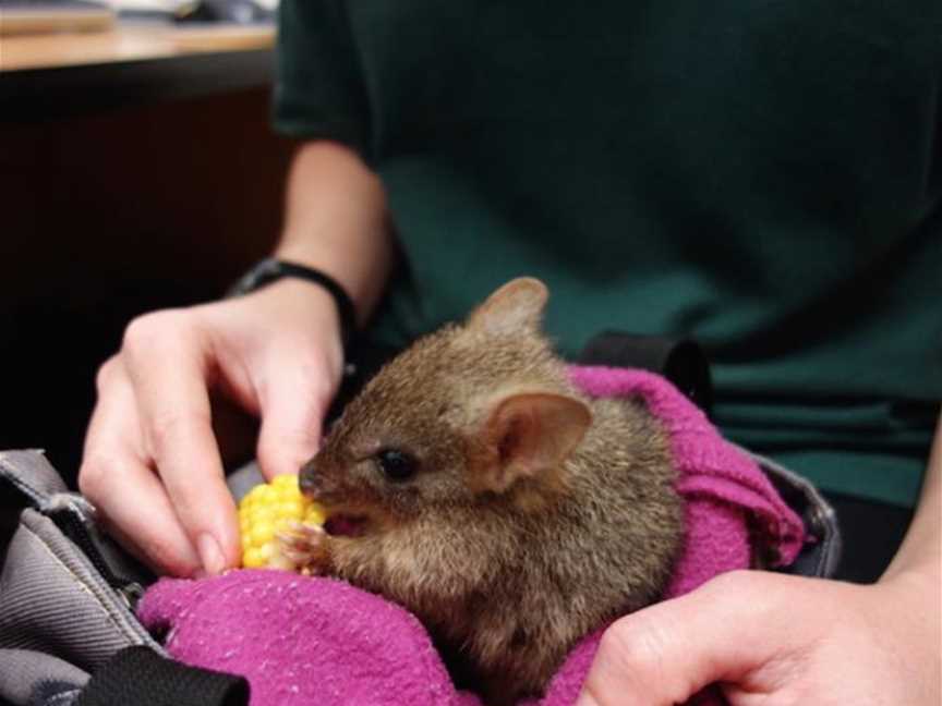 A little woylie being cared for at Kanyana Wildlife Rehabilitation Centre