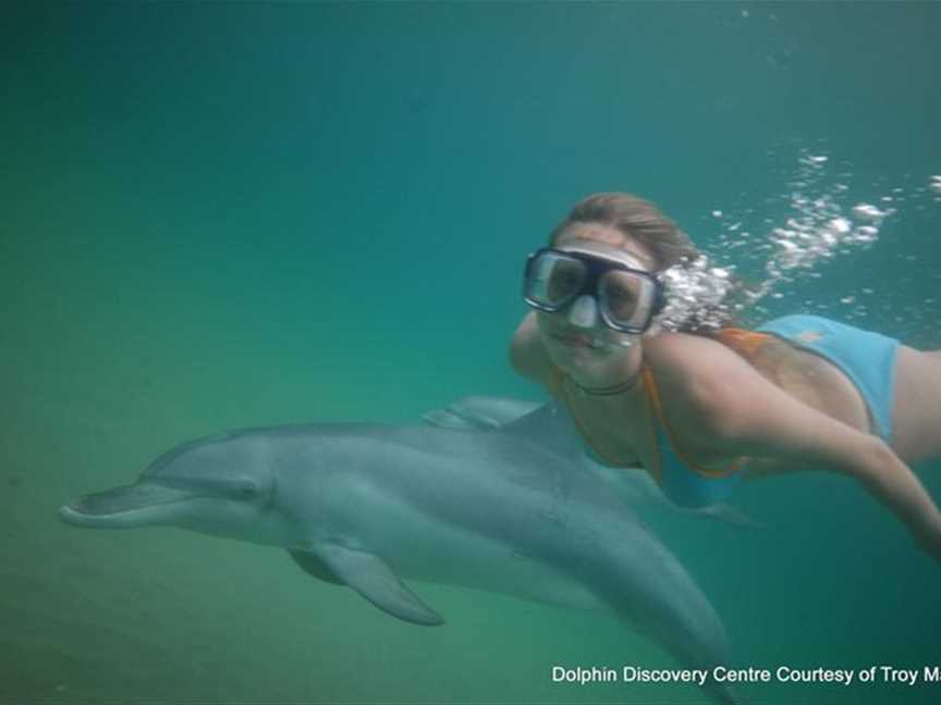 Swim on the Wild Side Dolphin Tour, Tours in Bunbury