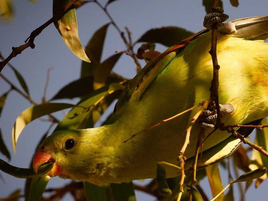 Coate's Wildlife Tours, Tours in Broome