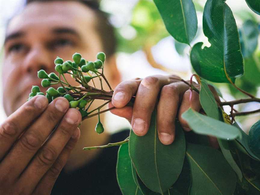 Bush Tucker and medicines