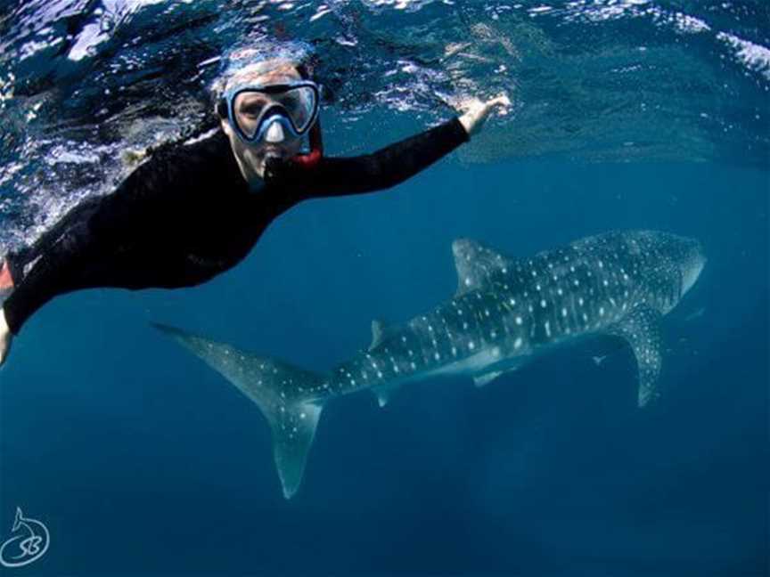 Exmouth Dive And Whale Sharks Ningaloo, Tours in Exmouth