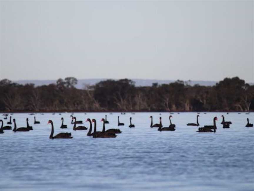 Specialty Birding Tours, Tours in Falcon