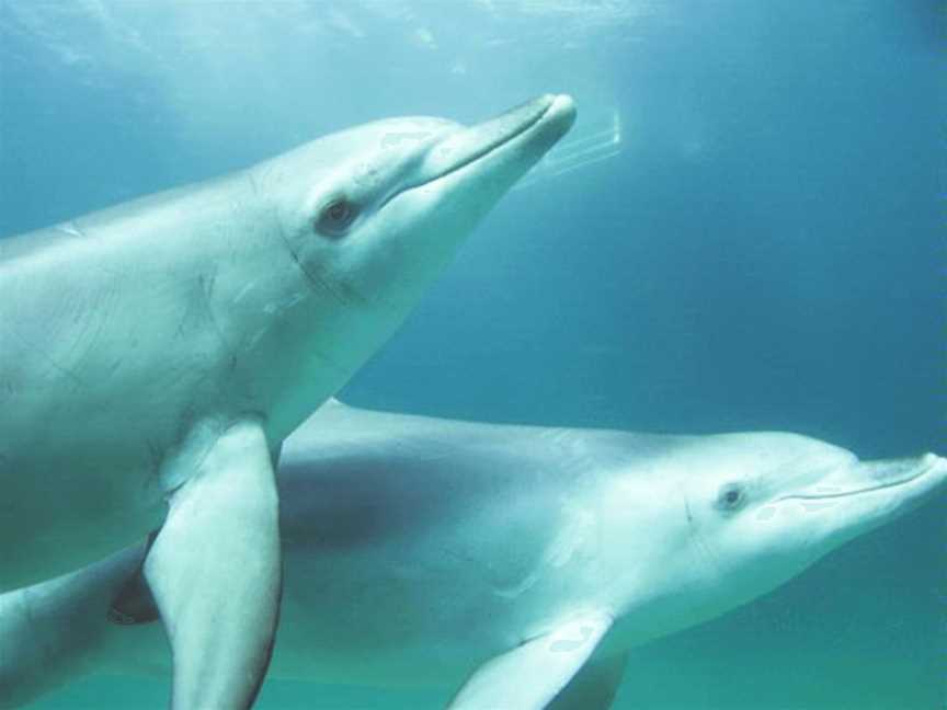 Swim with Wild Dolphins-Rockingham Wild Encounters, Tours in Shoalwater