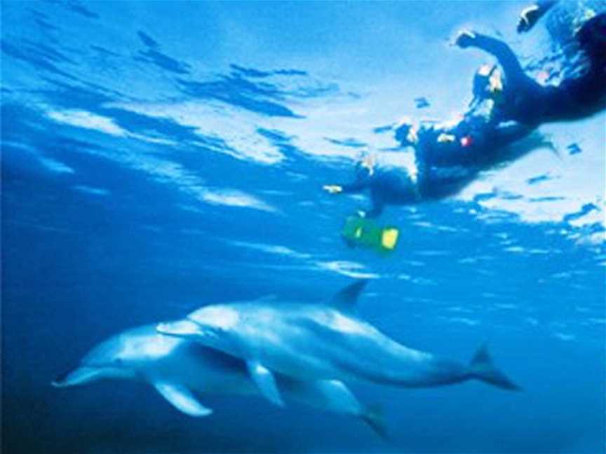 Swim with Wild Dolphins-Rockingham Wild Encounters, Tours in Shoalwater