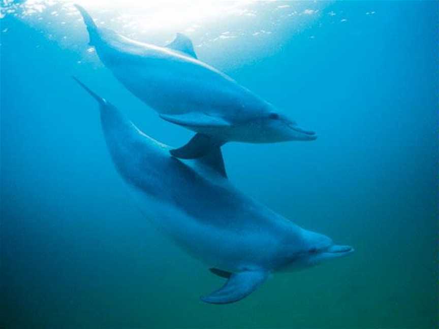 Dolphin Discovery Centre, Tours in Bunbury