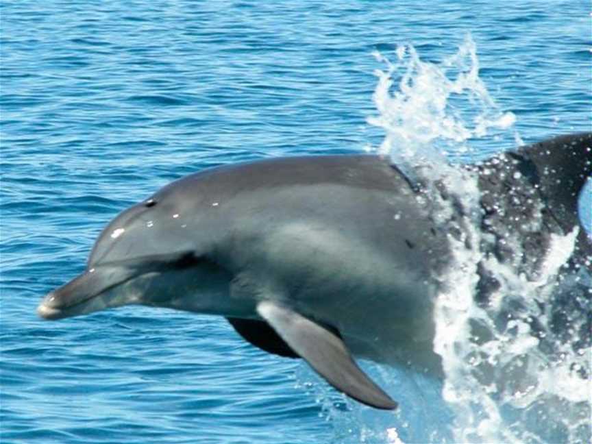 Dolphin Discovery Centre, Tours in Bunbury