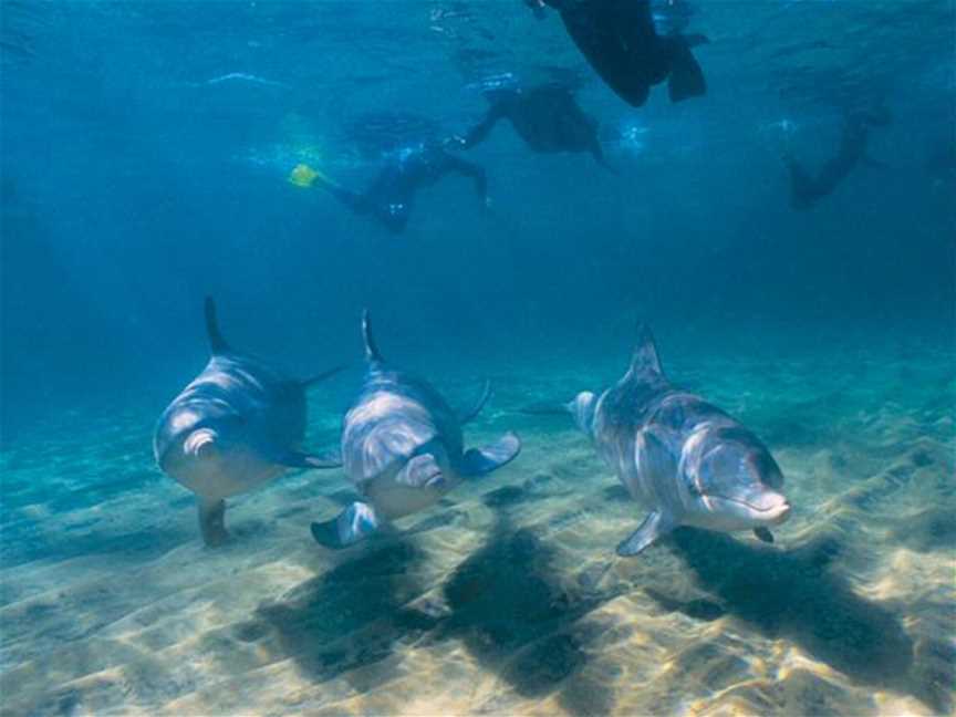 Dolphin Discovery Centre, Tours in Bunbury