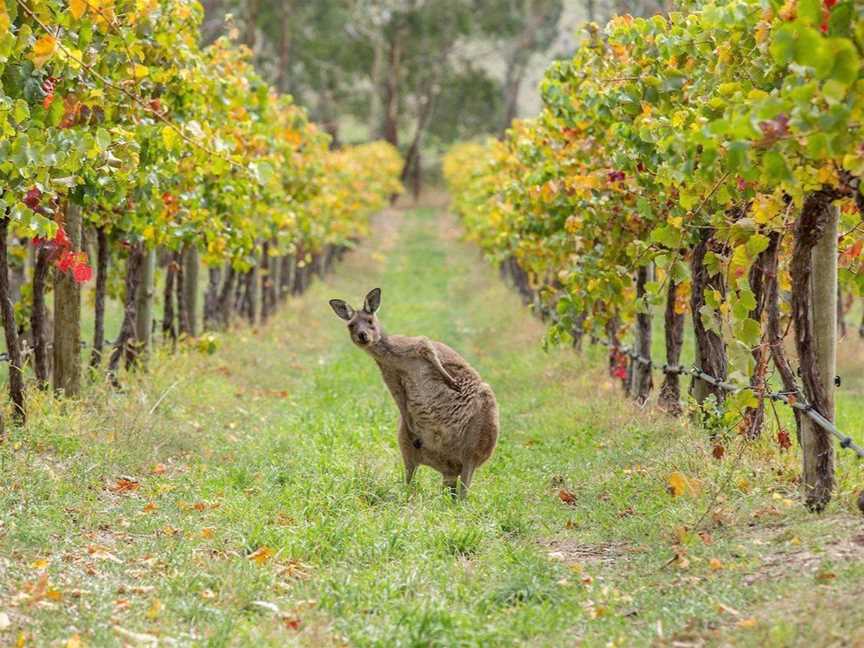 Filippo's Tours, Tours in Stanthorpe