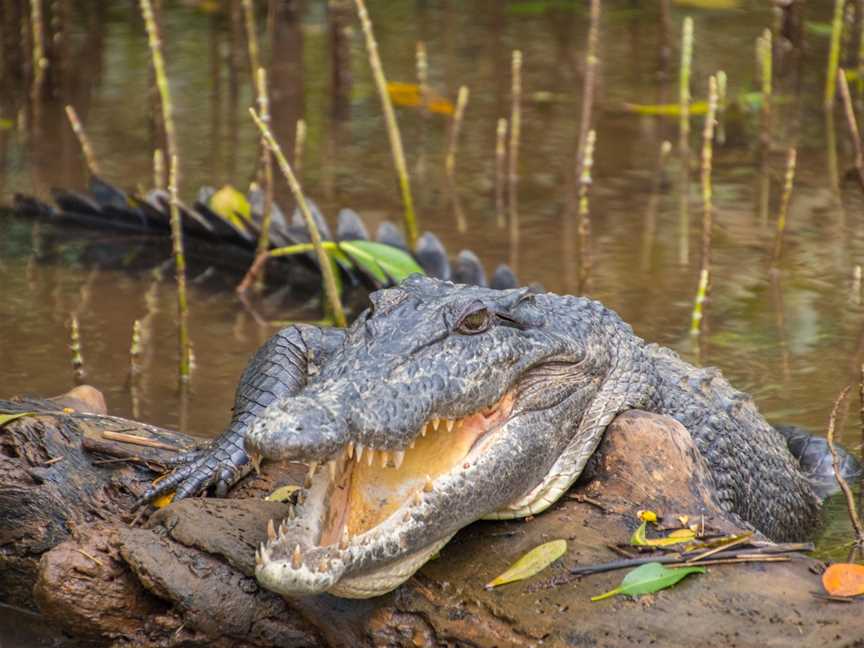 Snapping Tours, Innisfail, QLD