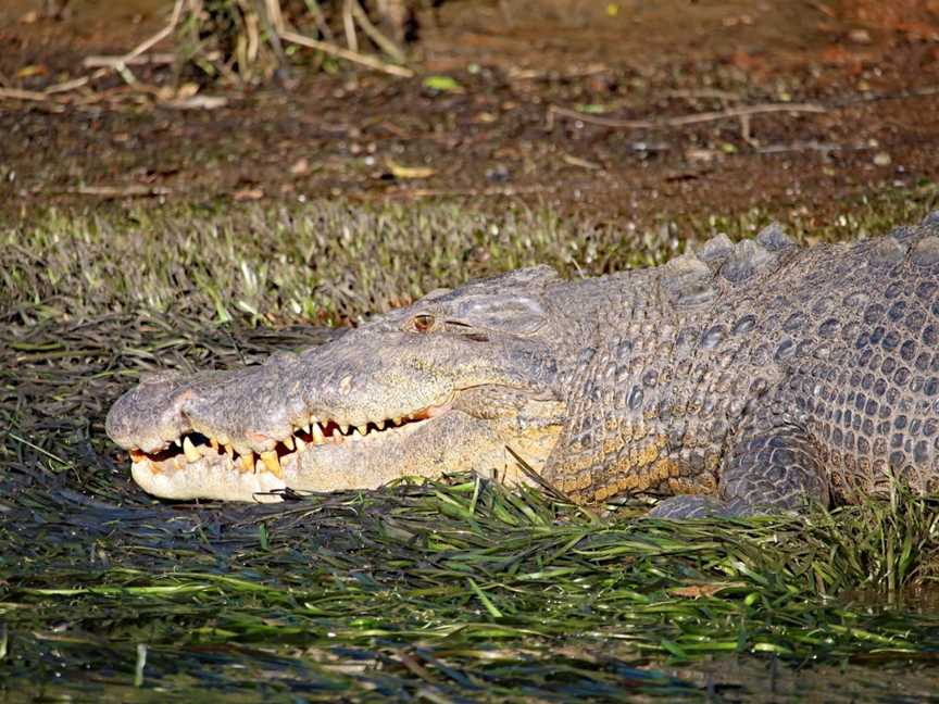 Snapping Tours, Innisfail, QLD