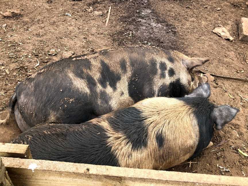 Echo Farm, Mount Gambier, SA