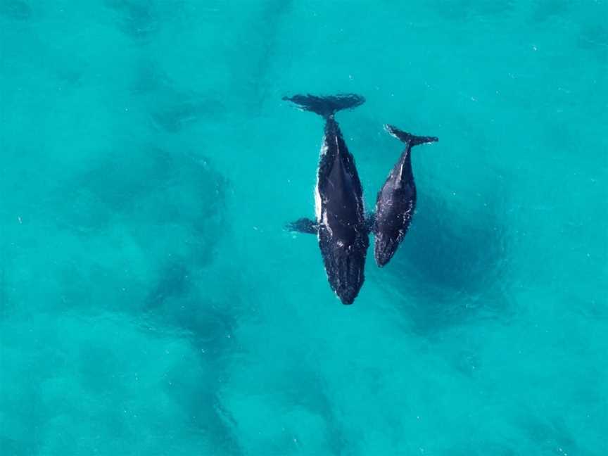 Birds Eye View Ningaloo, Exmouth, WA