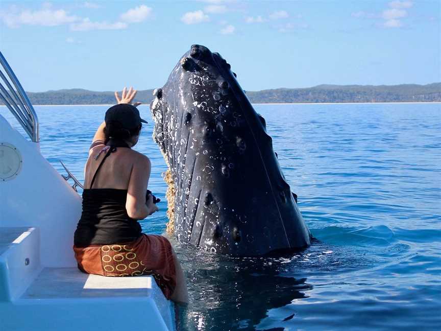 Blue Dolphin Marine Tours, Urangan, QLD