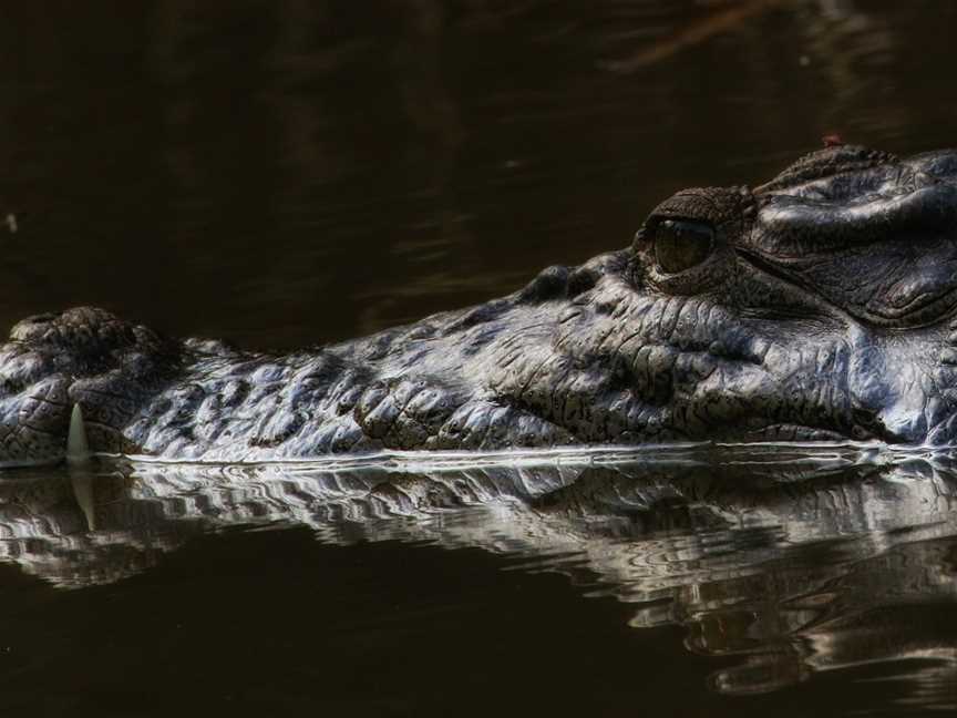 Solar Whisper Wildlife and Crocodile Cruises on the Daintree river, Daintree, QLD