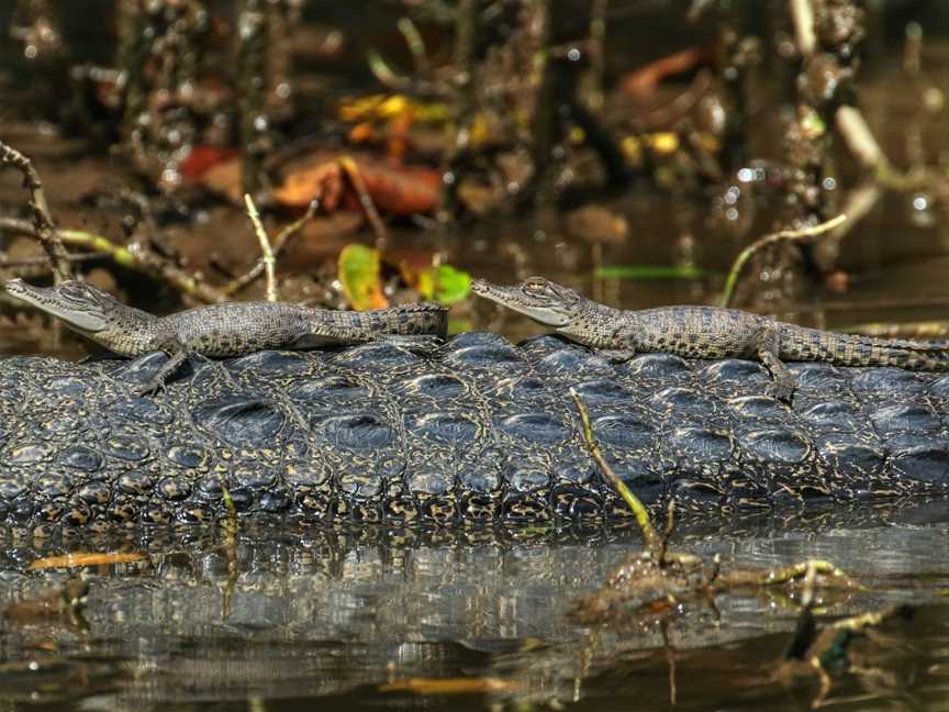 Solar Whisper Wildlife and Crocodile Cruises on the Daintree river, Daintree, QLD