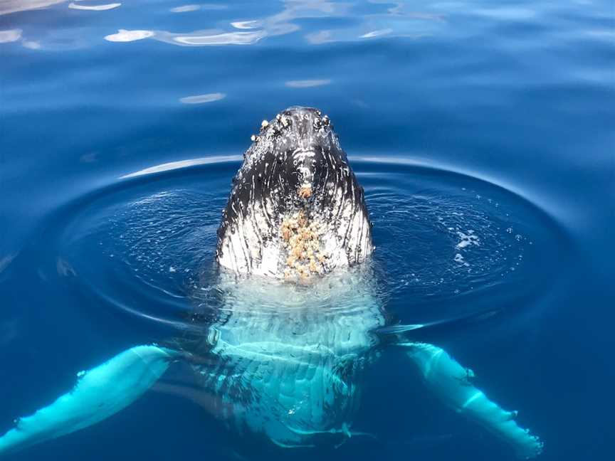 Tasman Venture - Day Tours, Hervey Bay, QLD