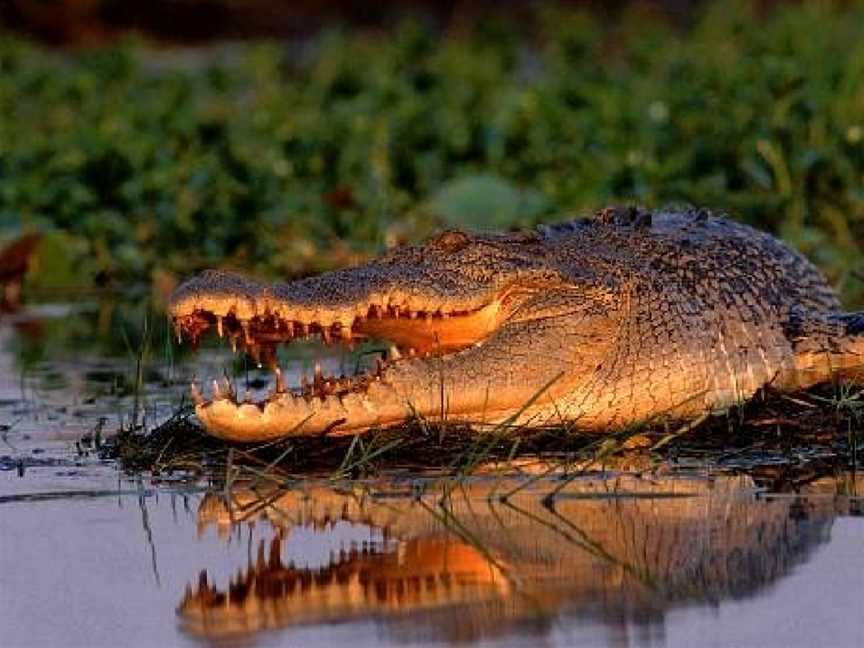 Wetland Cruises - Corroboree Billabong, Darwin, NT