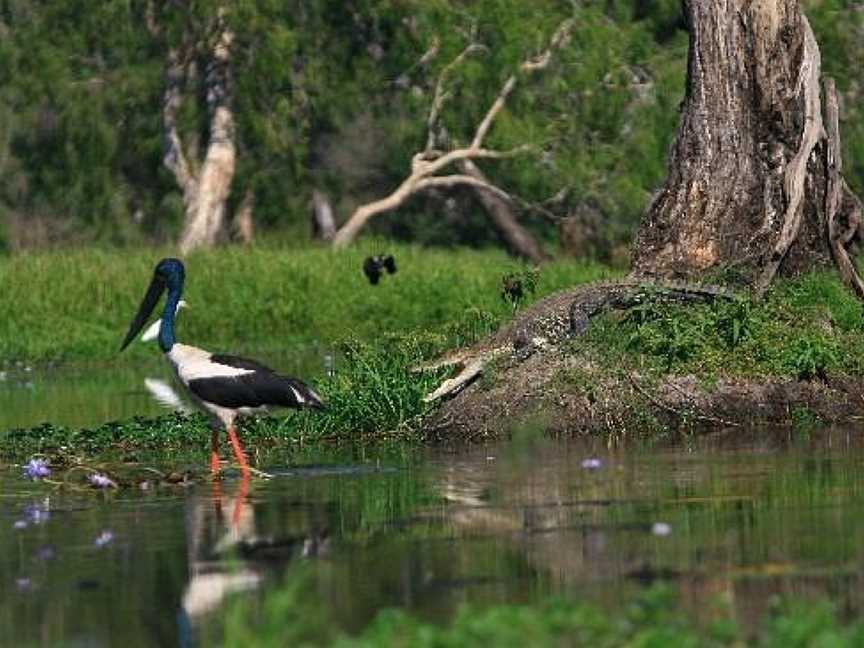 Wetland Cruises - Corroboree Billabong, Darwin, NT