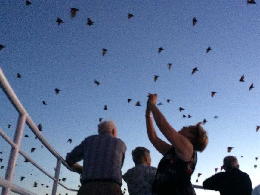 Whalesong Cruises, Urangan, QLD