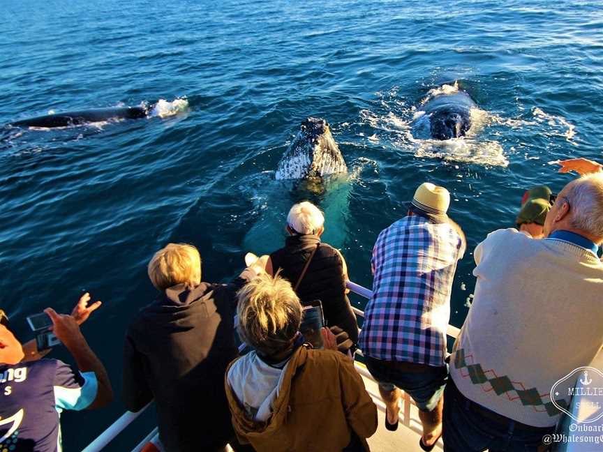 Whalesong Cruises, Urangan, QLD