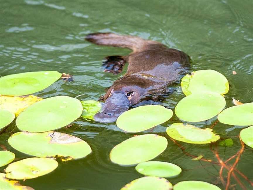 Blue Adventures Wildlife & Rainforest Tours, Port Douglas, QLD