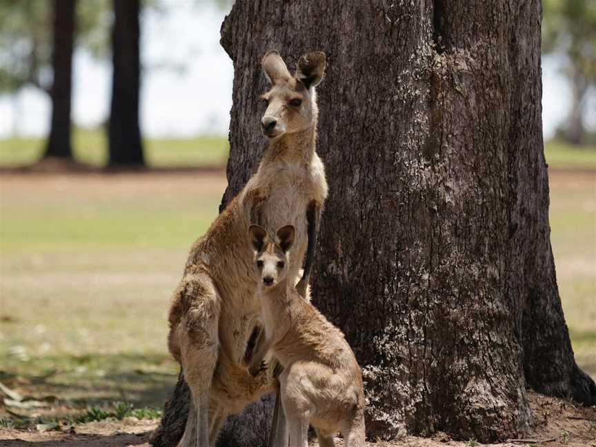 Blue Adventures Wildlife & Rainforest Tours, Port Douglas, QLD