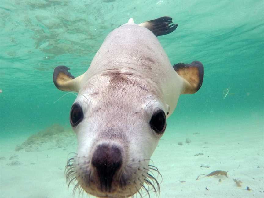 Jurien Bay Oceanic Experience, Jurien Bay, WA